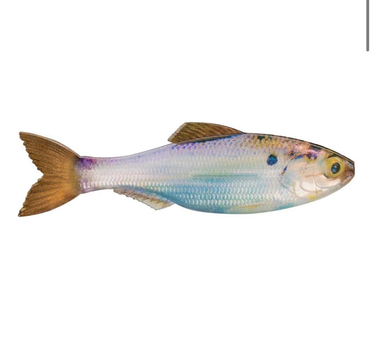 6th Sense Plump Panorama 5.0- Live Gizzard Shad 3pk