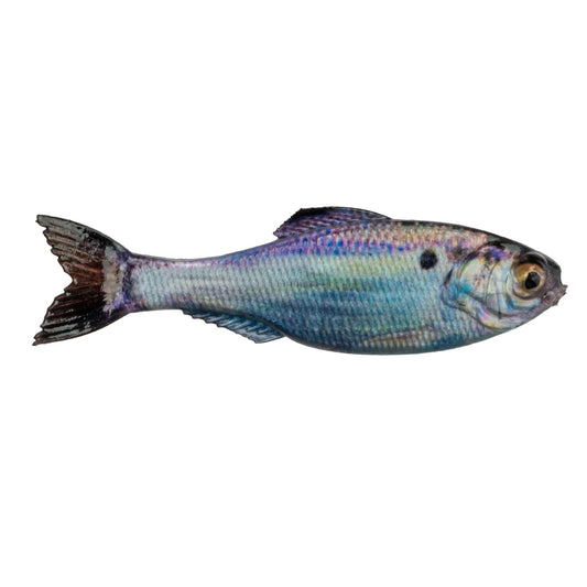 6th Sense Panorama 2.0- Live Gizzard Shad 8pk